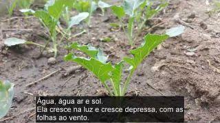 Música - A viagem das sementes